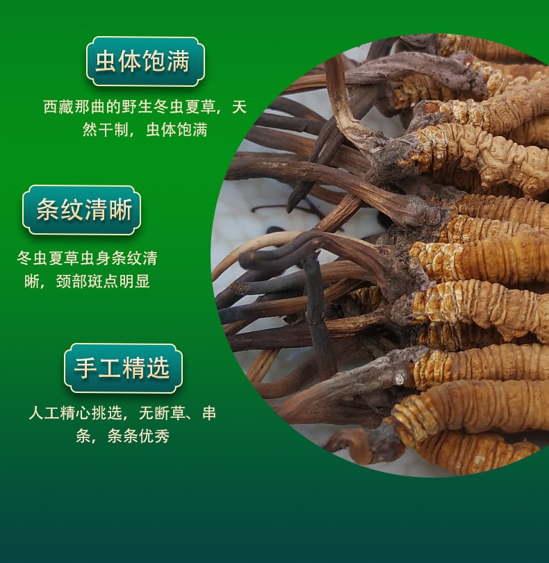 虫体饱满，西藏那曲的野生冬虫夏草，天然干制，虫体饱满；条纹清晰，冬虫夏草虫身条纹清晰，颈部班点明显；手工精选，人工精心挑选，无断草、串条，条条优秀
