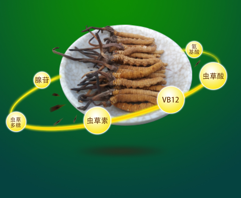 冬虫夏草的主要营养成分：腺苷、虫草多糖、虫草素、VB12、虫草酸、氨基酸