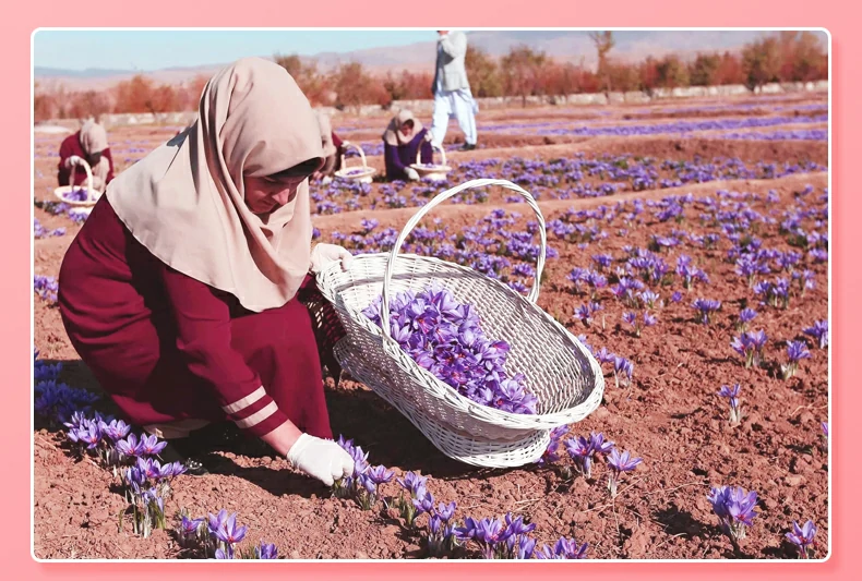 伊朗藏花红的采摘现场